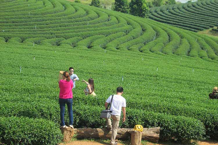 Teplantasjen Choui Fong i Chiang Rai er et populært utfluktsmål for thaier.