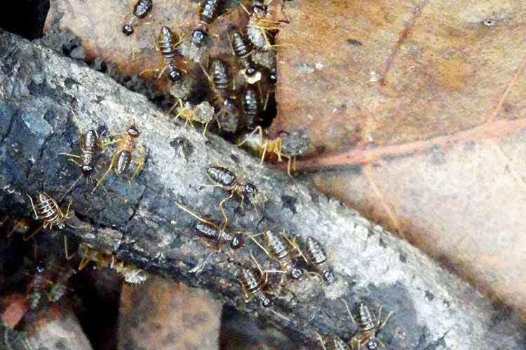 FØLG STIEN: Termitter (arbeidere) på vandring. Følger du «termittstien» kan du finne ut hvor de har begynt å spise treverket i huset ditt