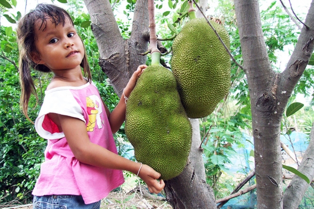 Mange thaier, som denne lille jenta, har jackfrukt i hagen. Fruktene på dette bildet skal dobles i vekt før de er modne.