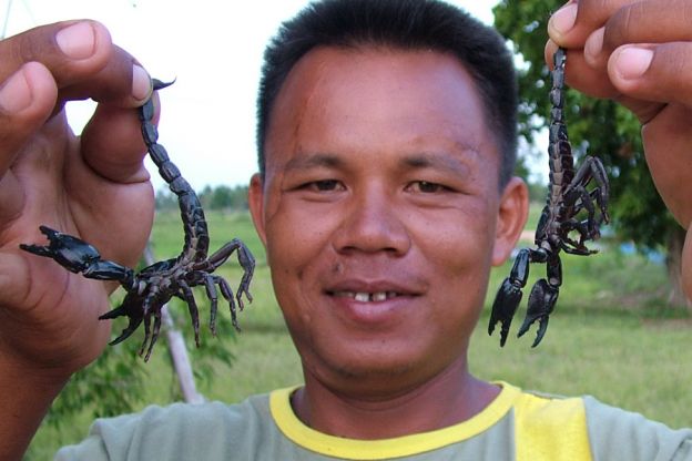 Skorpioner er populært å importere