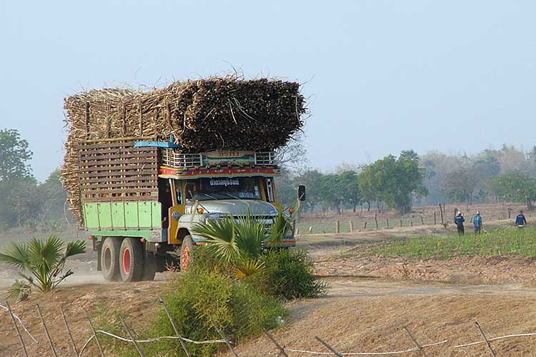 En lastebil bringer sukkerrør til nærmeste depot i Isan