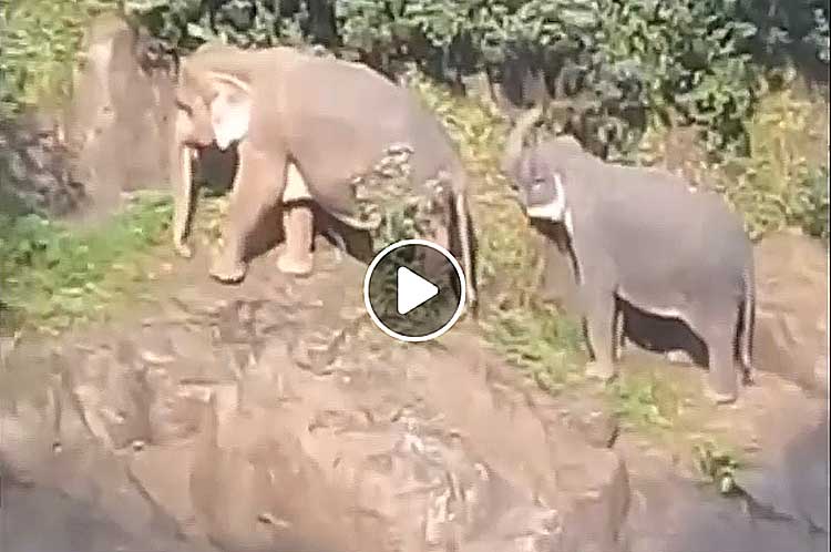 De to elefantene i den bratte skråningen.