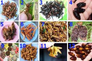 12 av de mest populære insektartene i Thailand.