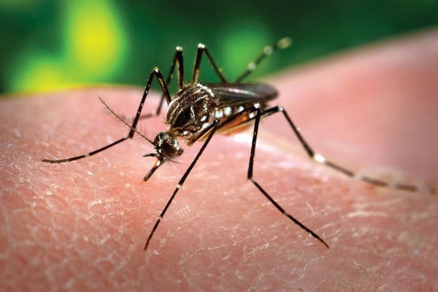 Myggen som sprer dengue er lett gjenkjennelig på det hvite mønsteret..