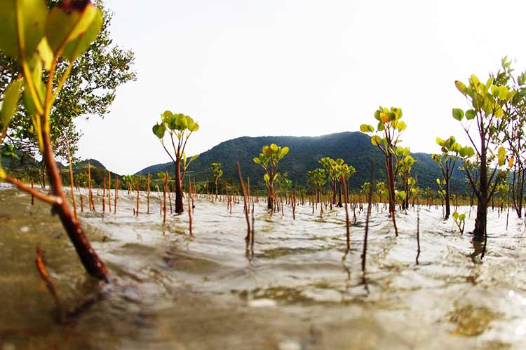 Mangrove