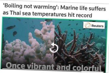 Kommentar: Korallbleking i år – men det er ikke et nytt fenomen