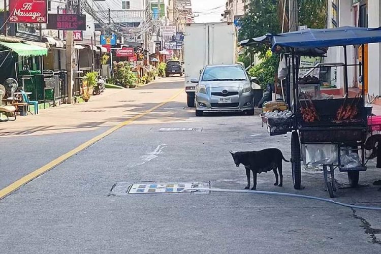 Kommentar: Hundefangeren i Pattaya tok affære i Jomtien Beach Soi 7