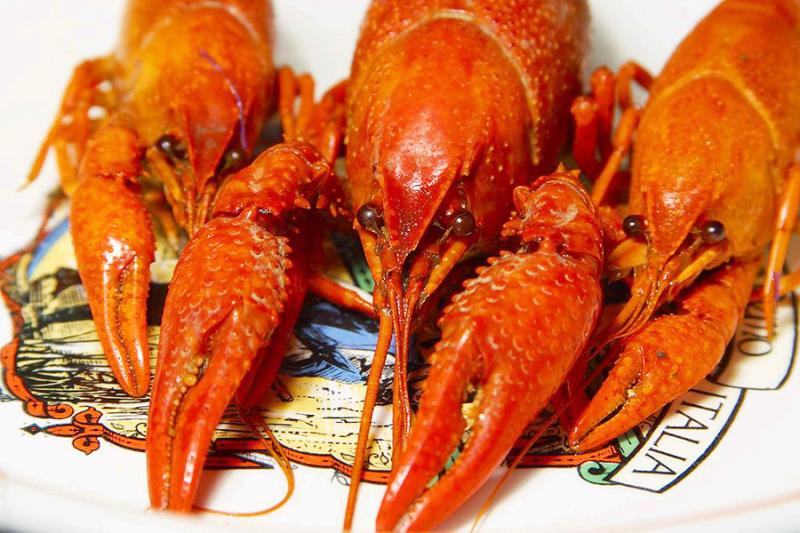 DØGNFLUER: Louisiana Crawfish er det nyeste påfunnet som skal gjøre folk i landsbyen til millionærer over natten.