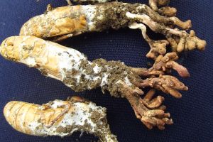 Cordyceps