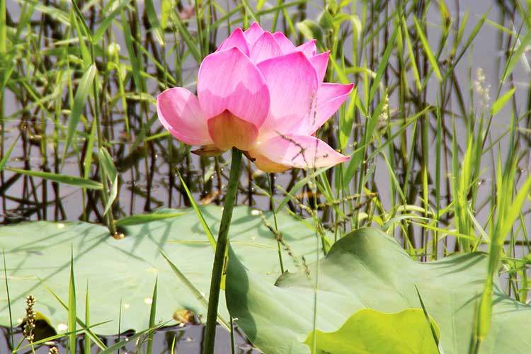 Slik ser den ekte lotusliljen (Nelumbo nucifera) ut.