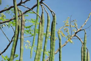 Har du moringa i hagen? Dyr helsekost finnes «overalt» i Thailand