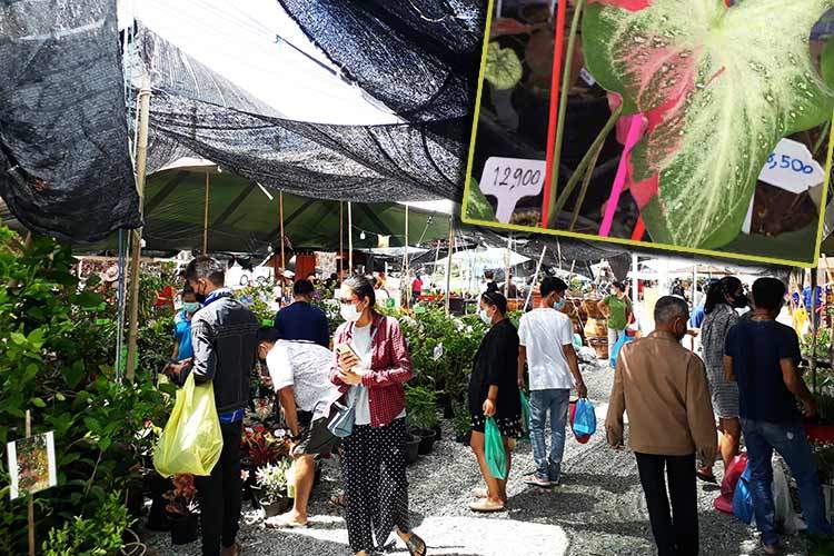 Masse folk på Siam Market i Pattaya. Innfelt: Dyre planter av typen caladium.